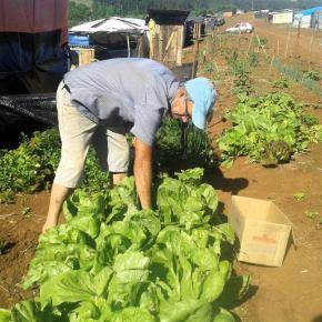 Acampamento com liminar de despejo produz comida sem&nbsp;veneno