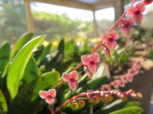 orquidario_fzb_jose_fernando_vargas