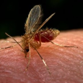 Leishmaniose: Doença que esta matando gaúchos, tem ligação com a Política e a&nbsp;Economia