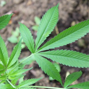 Vem do Ceará primeiro Salvo Conduto para um adulto plantar Maconha&nbsp;Medicinal