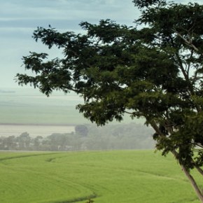 FUNDO AMERICANO COMPRA 270 MIL HECTARES DE TERRAS GRILADAS NO&nbsp;BRASIL