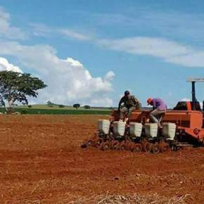 MST e MCP produzem safra recorde de milho crioulo no sudeste do&nbsp;Goiás