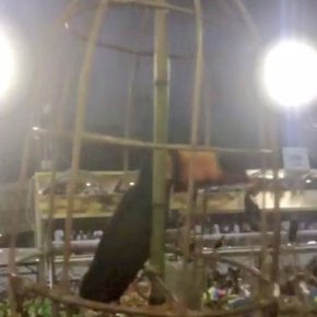 Só no carnaval da Tuiuti, tucano na gaiola ?? A verdade na avenida e a palhaçada nas&nbsp;instituições??