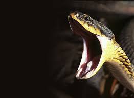 A serpente mordeu a própria&nbsp;língua