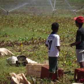Capitalismo selvagem: Botar crianças para trabalhar no Brasil dá multa de …R$&nbsp;400,00