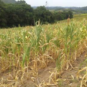 MPA alerta: seca está devastando lavouras de milho e consequências serão sentidas por toda&nbsp;sociedade