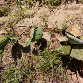 RS: Pequenos Agricultores perdem produção e comida vai aumentar de preço na cidade se Governo não fizer&nbsp;nada