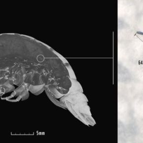 Chocante: “DNA humano” é encontrado em anfípode a mais de 7 mil metros de profundidade no&nbsp;oceano