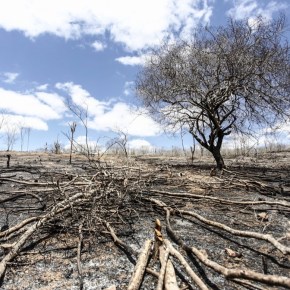Assustador: “Estamos assistindo toda uma desconstrução da política ambiental”, diz&nbsp;Paim