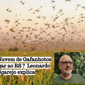 PODCAST: Nuvem de Gafanhotos pode chegar ao RS? Leonardo Melgarejo Explica. Clique e&nbsp;ouça!
