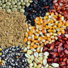 Soberania Alimentar (Por Frei Sérgio&nbsp;Göergen)