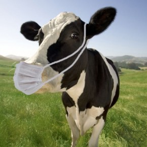 Sobre o leite condensado e a vaca que parte da elite tupiniquim não se importa que morra&nbsp;#CoragemMaia