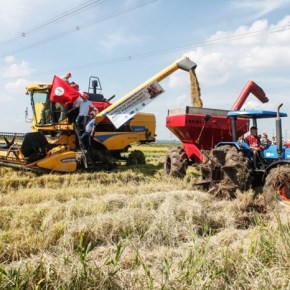 Maior Produtor de Arroz Agroecológico da América  Latina, MST projeta safra de 12,4 mil toneladas nos assentamentos do&nbsp;RS