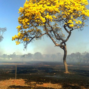 Uma primavera silenciosa para o Brasil (Por Paulo&nbsp;Paim)