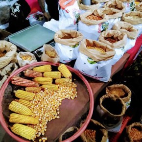 Cooperativa de Agricultores disponibiliza 40 variedades de Sementes Crioulas para Comercialização. Saiba&nbsp;mais: