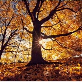 O OUTONO DA VIDA: ´18 NÃO SÃO 72`. (Por Selvino&nbsp;Heck)