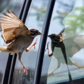 UM PASSARINHO DESPEDE 2023 e ANUNCIA 2024 (Por Selvino&nbsp;Heck)