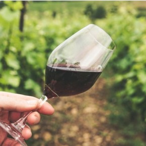 Descubra os melhores vinhos nacionais: Um guia dos premiados e para&nbsp;iniciantes