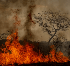 O Brasil em chamas, o capitalismo da Catástrofe e a mídia&nbsp;Tostines