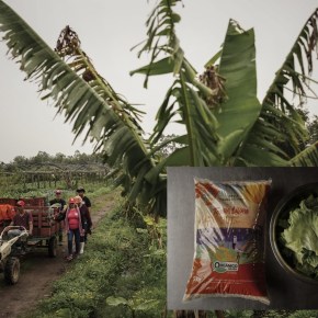 Manejo Sustentável Salvou Solo e mesmo Após Enchentes já garante produção do MST em Eldorado do&nbsp;Sul