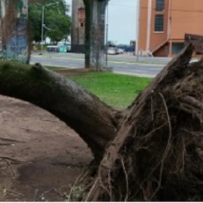 MAIS ÁRVORES PARA SALVAR PORTO ALEGRE (Por Vicente&nbsp;Rauber*)