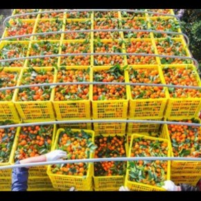 Importadora americana de Laranjas e Sucos do Brasil, aciona Justiça dos EUA contra Taxa anunciada por&nbsp;Trump