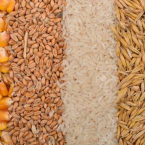 Aumento da Produção de Arroz e Milho no RS, contrasta com Queda na produção de Soja, mostram dados da&nbsp;CONAB