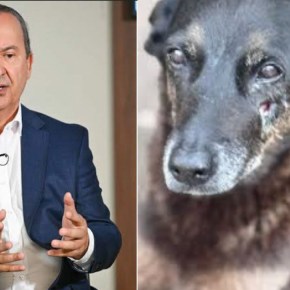 Violência em Santa Catarina: O que liga a morte brutal de Orelha ao Supremacismo Branco&nbsp;Institucional