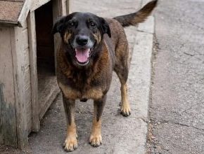 Não é Idade, é Classe: O Caso Orelha e a Verdadeira Barreira à Justiça no&nbsp;Brasil